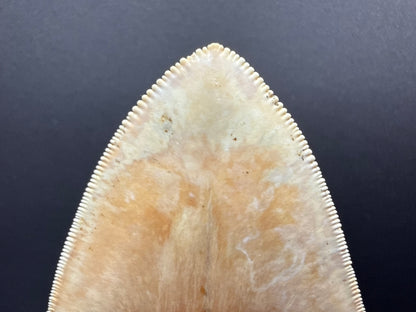 Megalodon Tooth