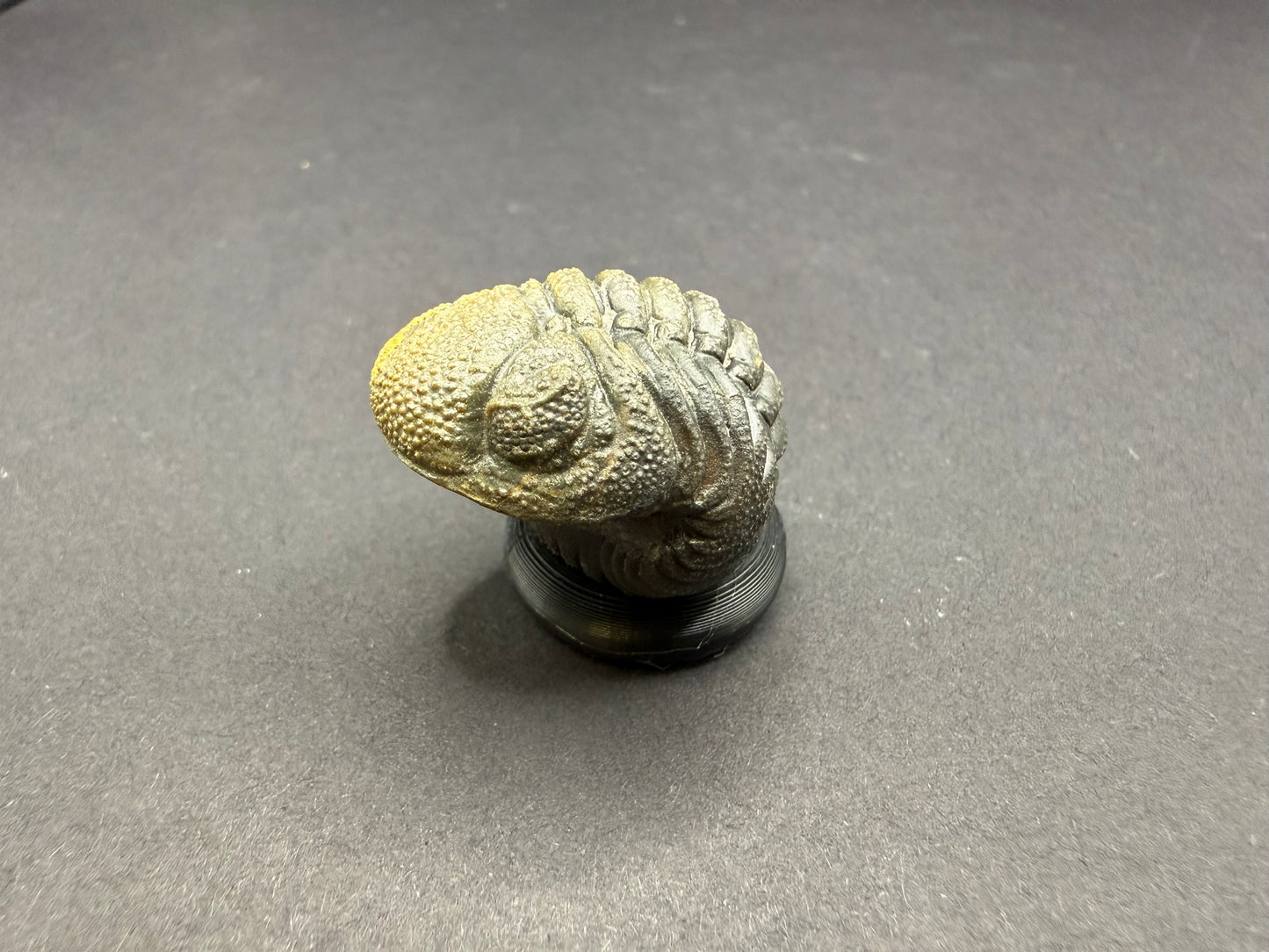 Enrolled Moroccops Trilobite
