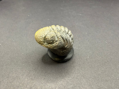 Enrolled Moroccops Trilobite