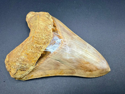 Megalodon Tooth