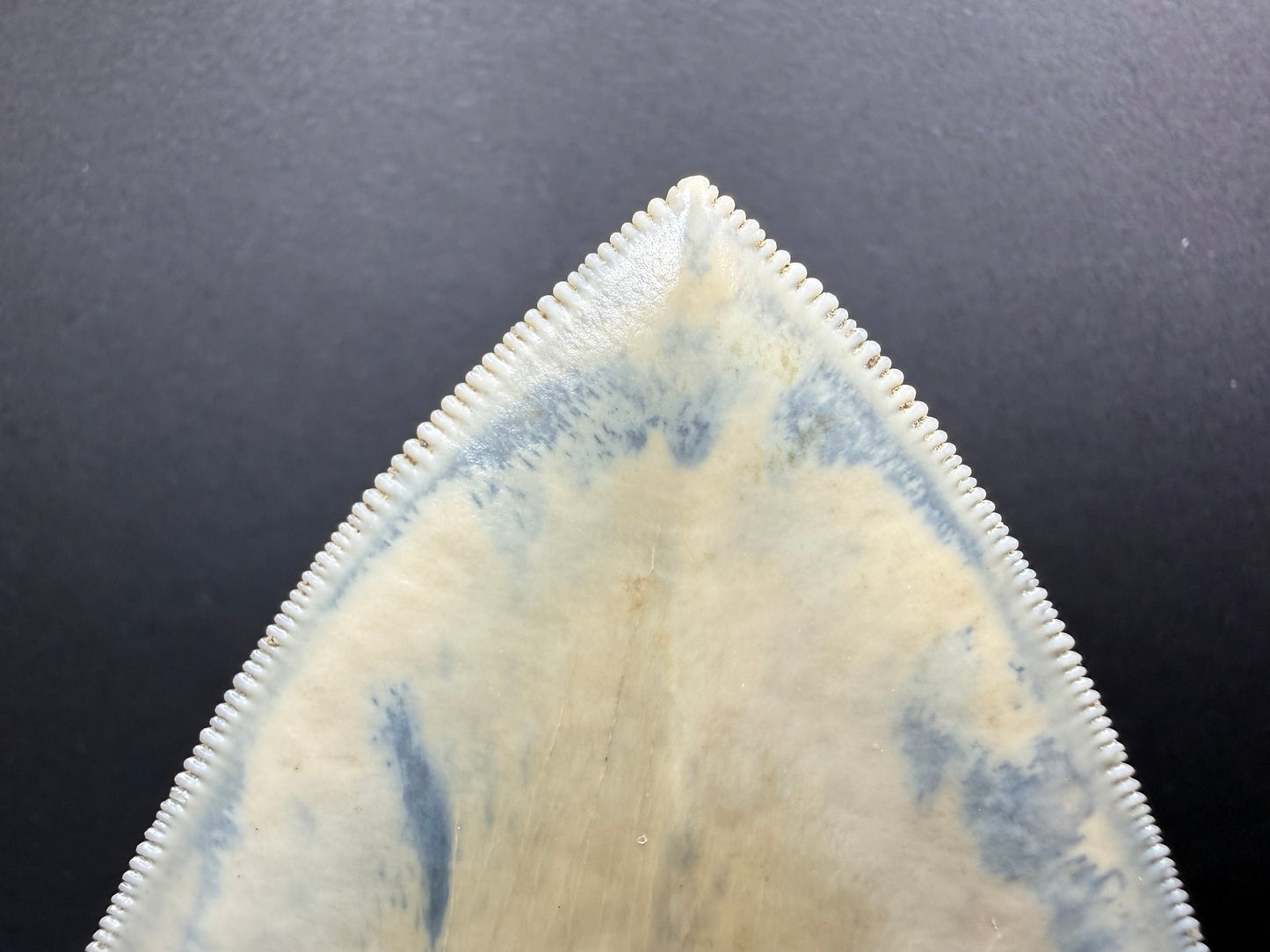 Megalodon Tooth