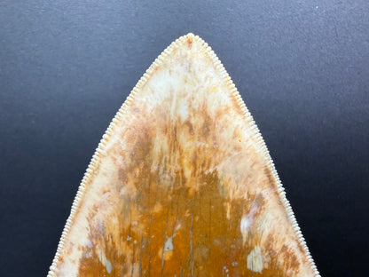 Megalodon Tooth