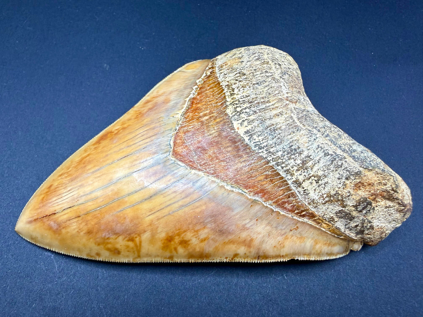 Megalodon Tooth