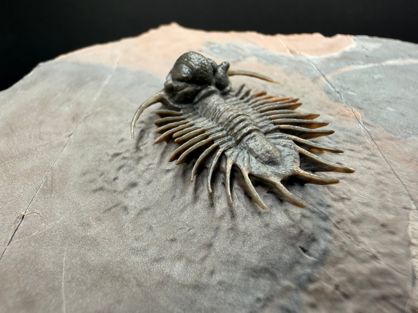 Acanthopyge Trilobite
