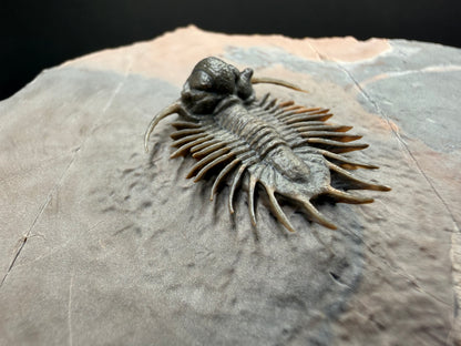 Acanthopyge Trilobite