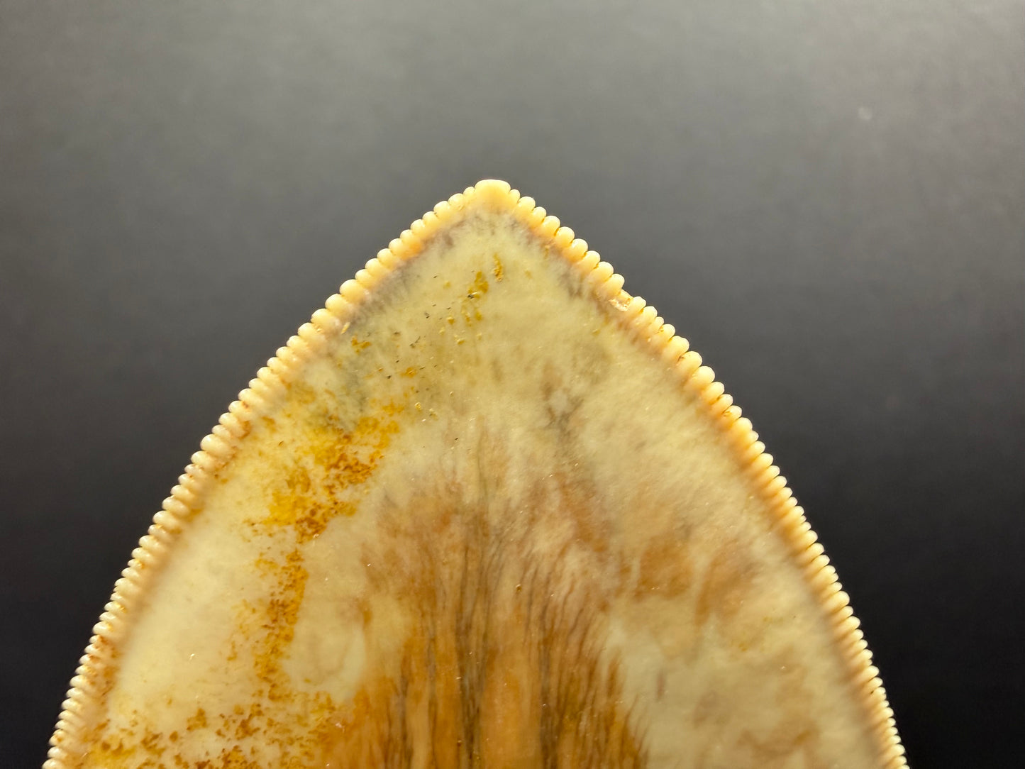 Megalodon Tooth