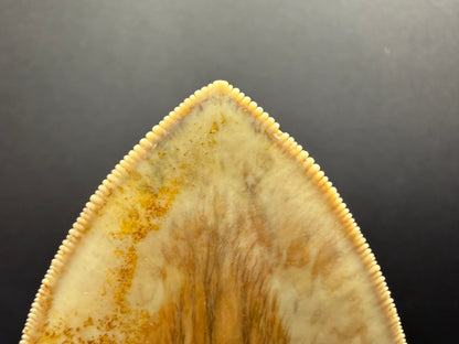 Megalodon Tooth