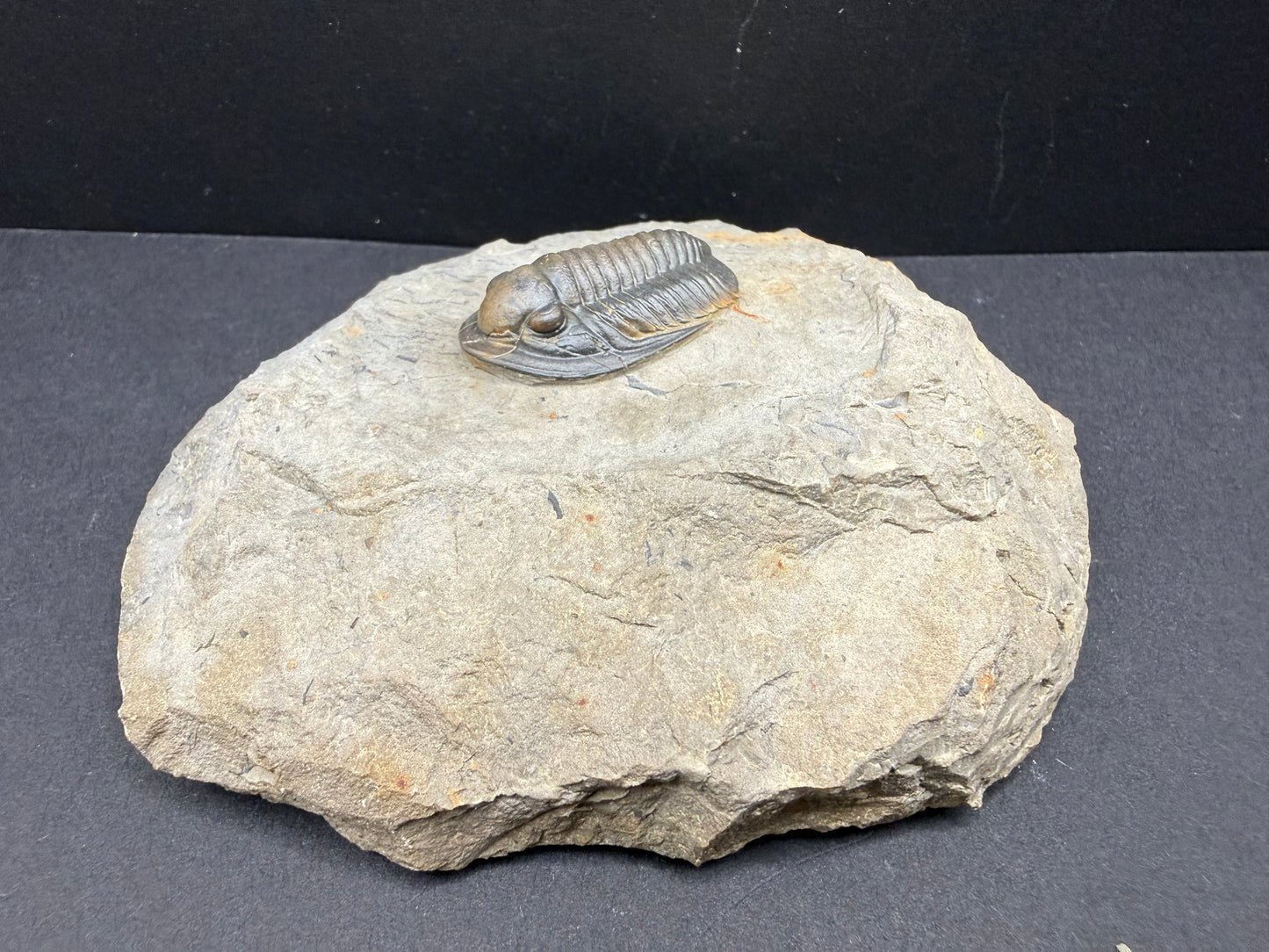 Cornuproetus Trilobite