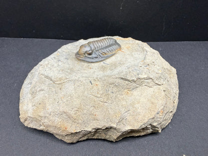 Cornuproetus Trilobite