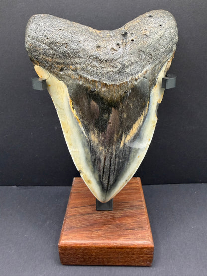 Megalodon Tooth