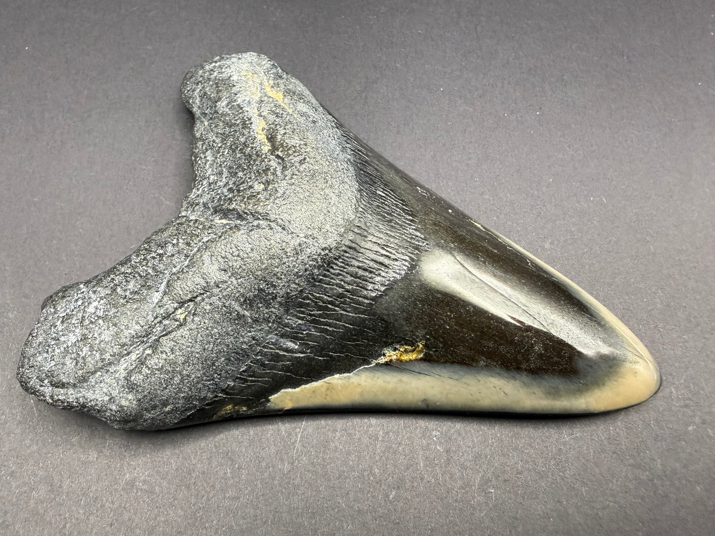 Megalodon Tooth
