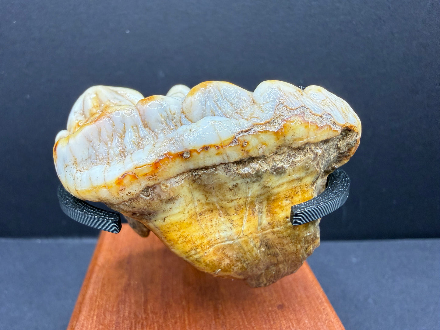 Cave Bear Tooth