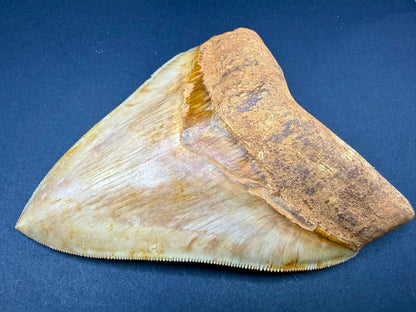 Megalodon Tooth
