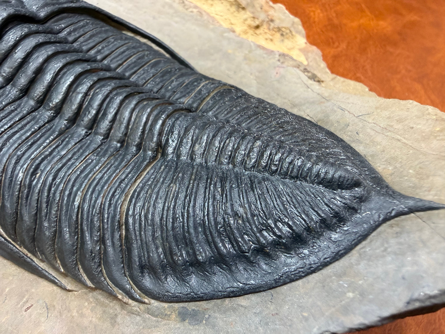 Zilchovaspis Trilobite