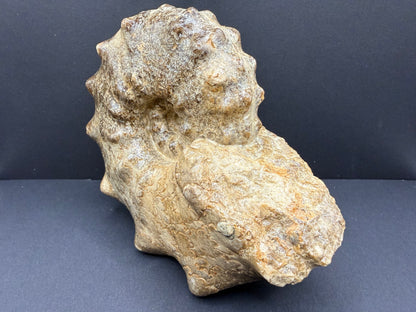 Mammites Ammonite