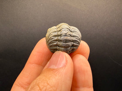 Enrolled Moroccops Trilobite