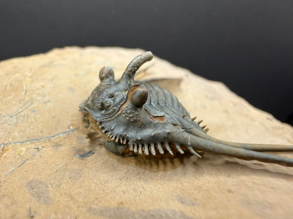 Kettneraspis Trilobite