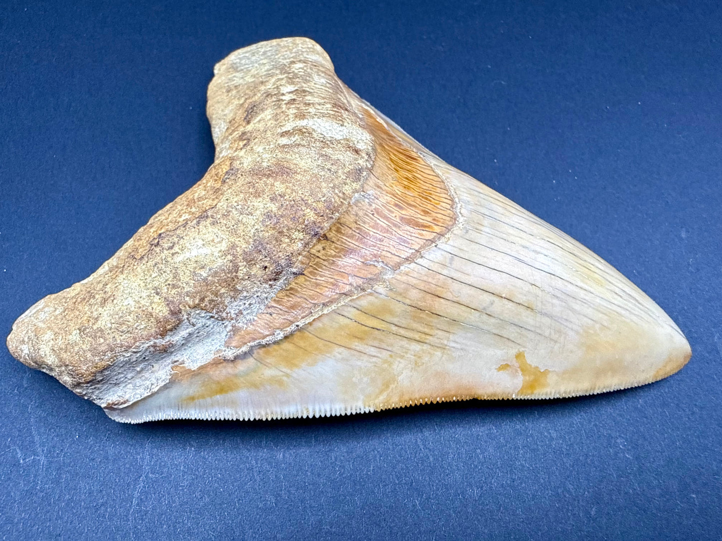 Megalodon Tooth