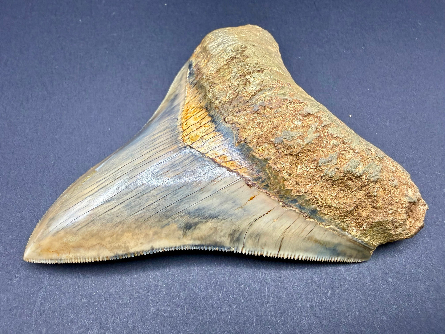 Megalodon Tooth