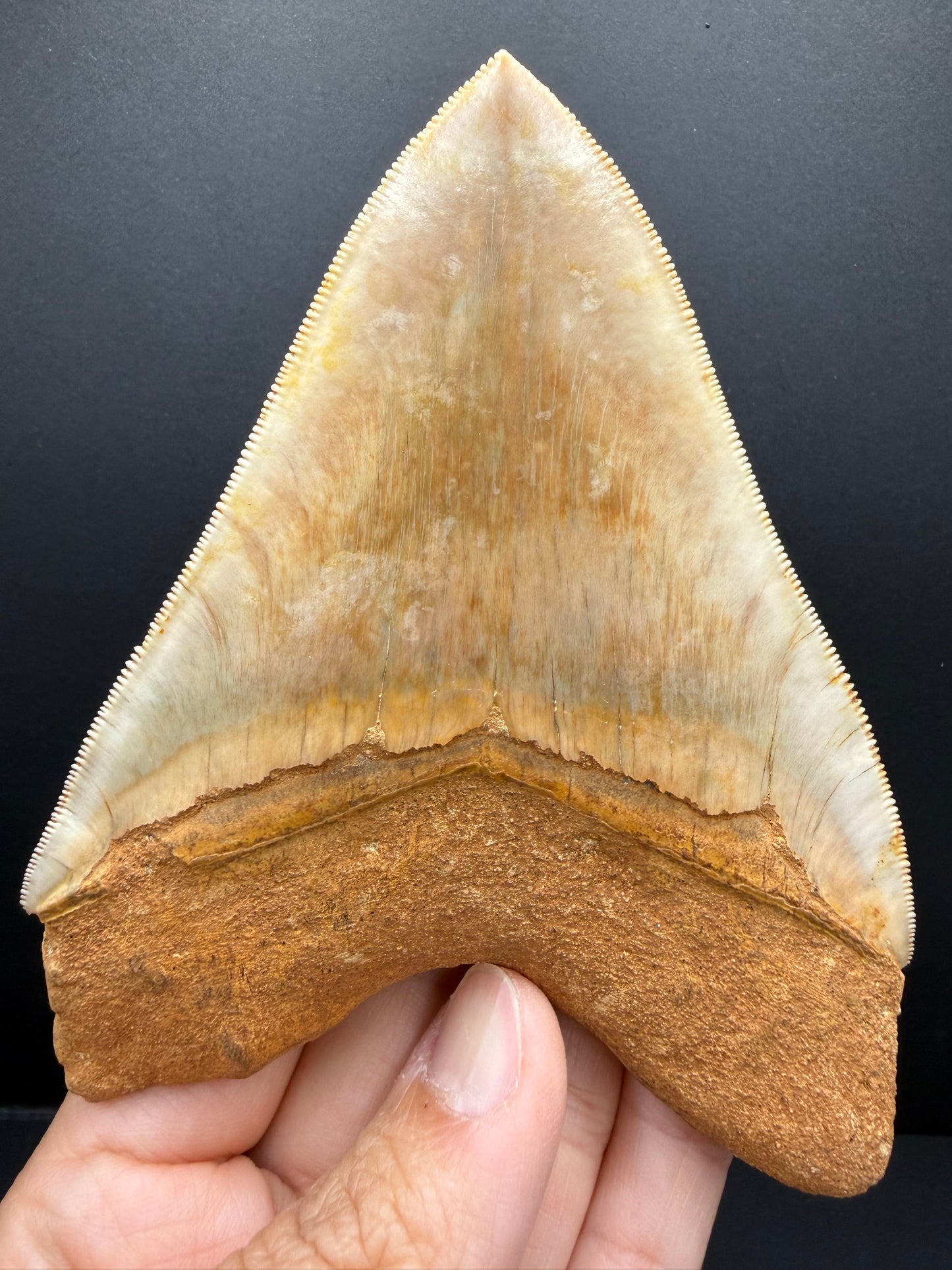 Megalodon Tooth