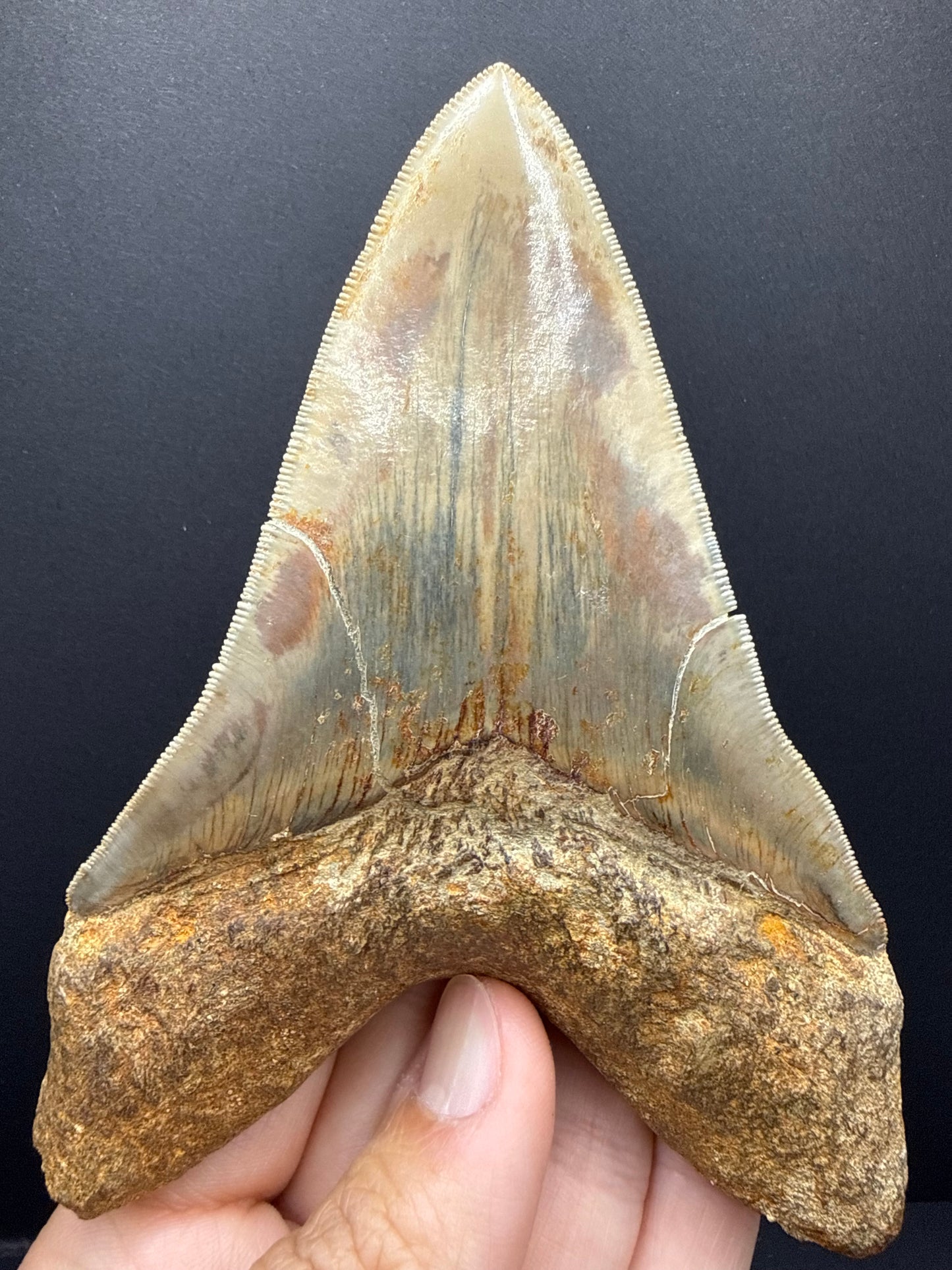 Megalodon Tooth