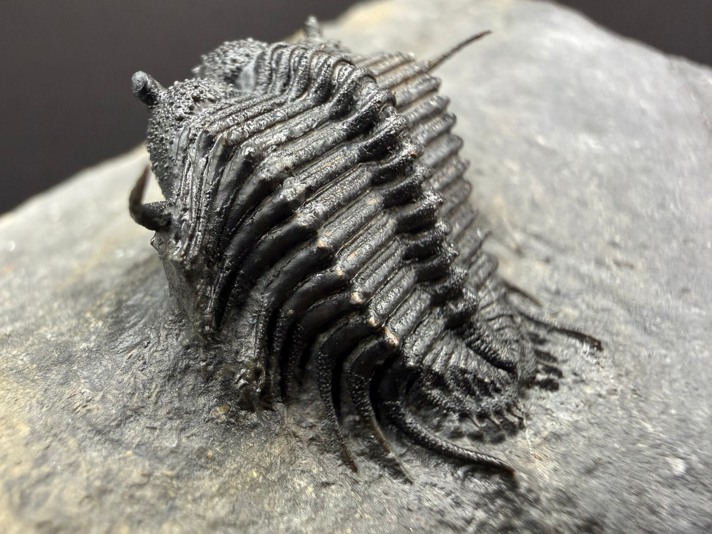 Cyphaspides Trilobite
