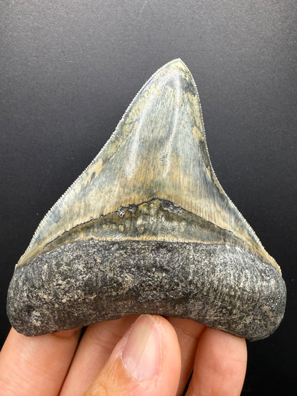 Megalodon Tooth