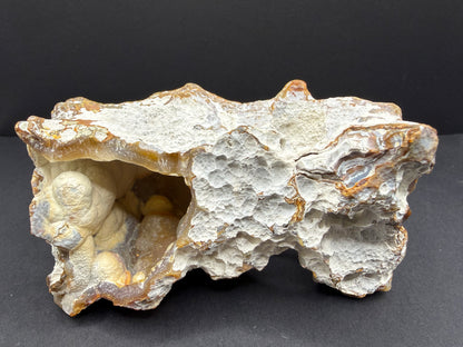 Agatized Coral