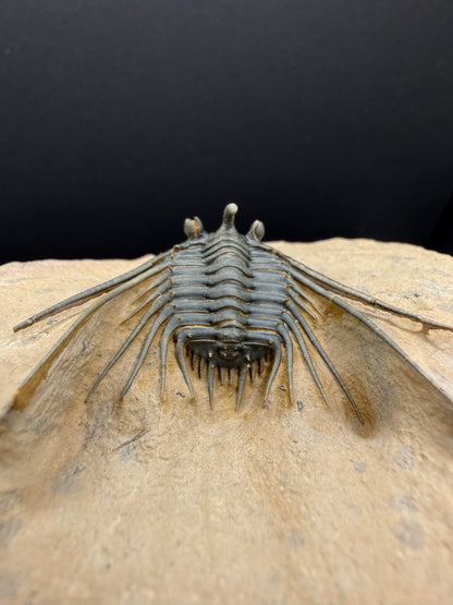 Kettneraspis Trilobite