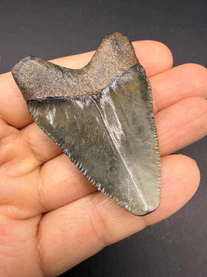 Megalodon Tooth