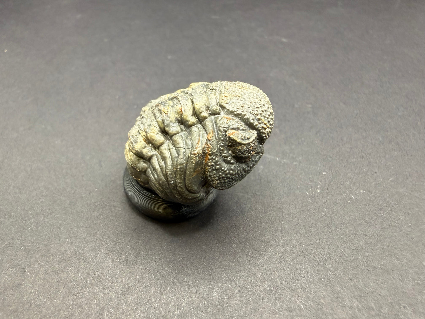 Enrolled Moroccops Trilobite