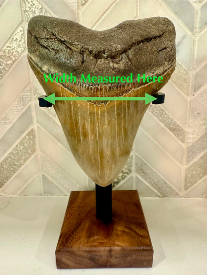 Shark Tooth Stand