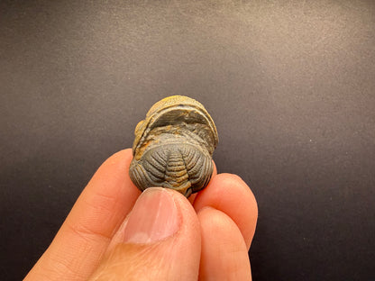 Enrolled Moroccops Trilobite