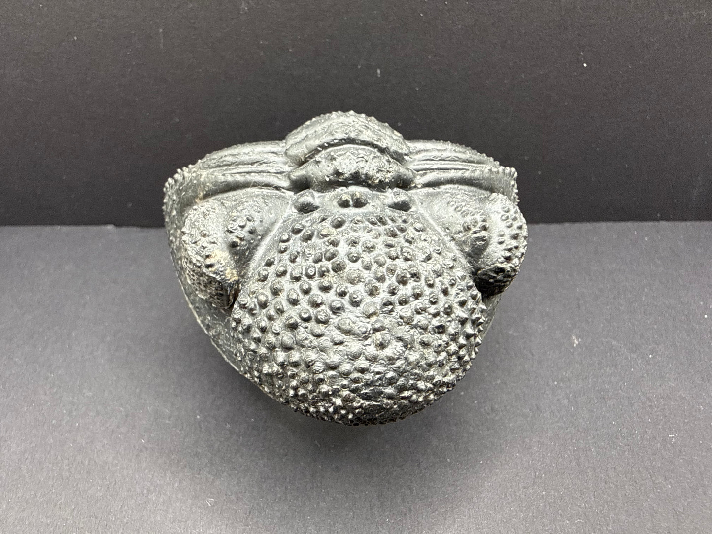 Drotops Trilobite