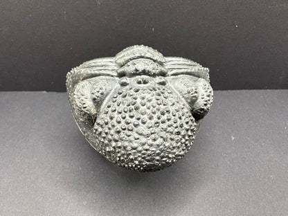 Drotops Trilobite