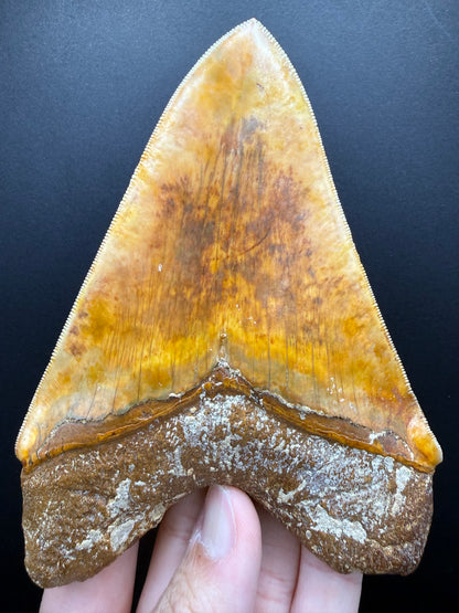 Megalodon Tooth