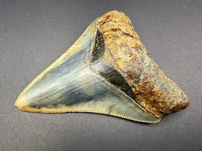 Megalodon Tooth