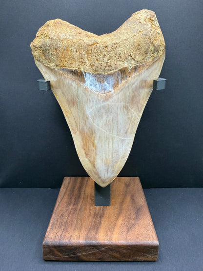 Megalodon Tooth