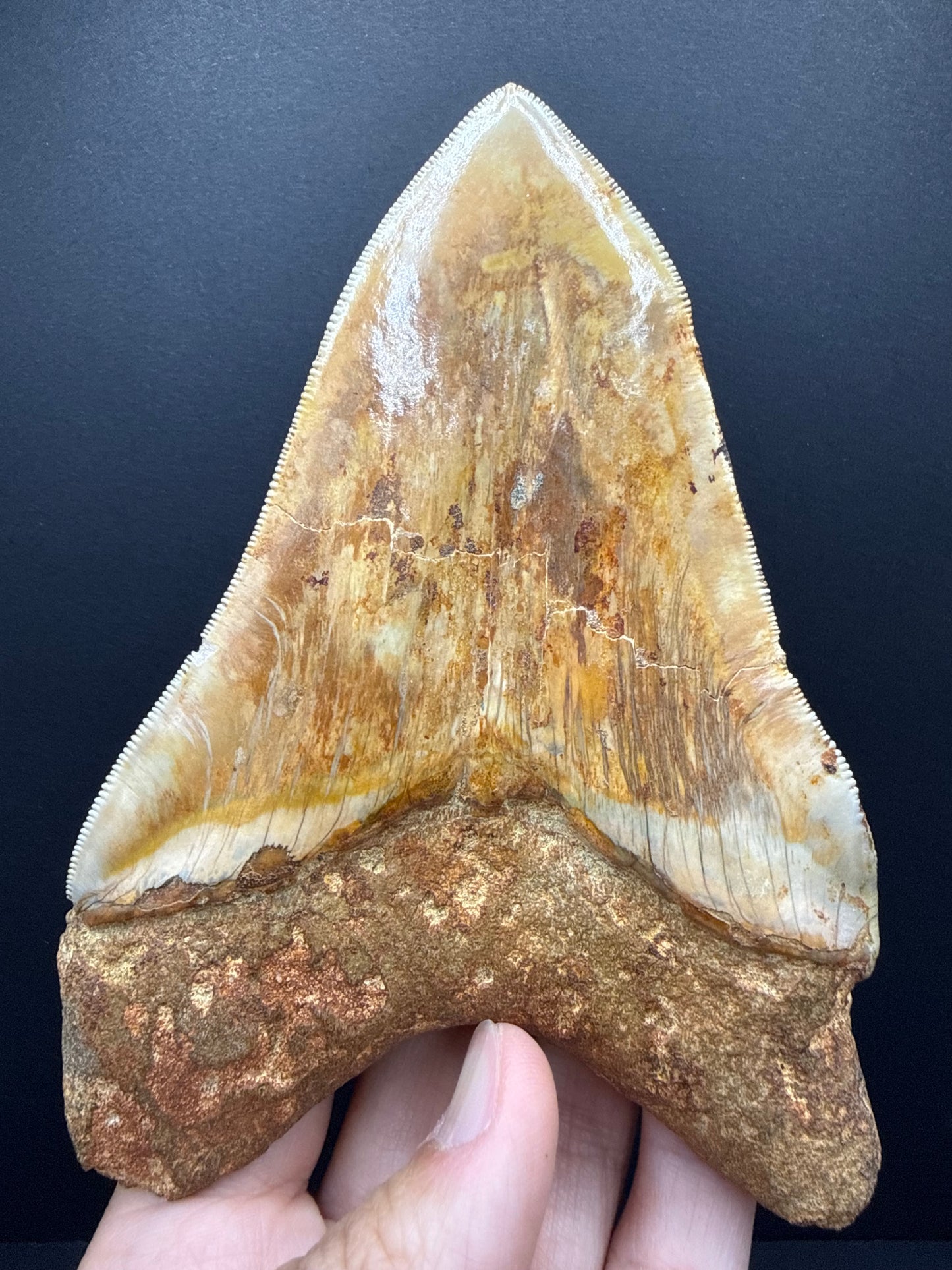 Megalodon Tooth
