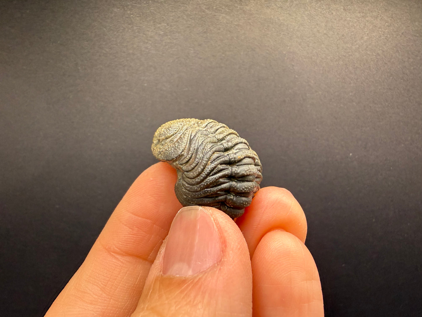 Enrolled Moroccops Trilobite