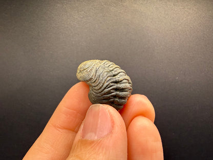 Enrolled Moroccops Trilobite