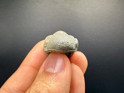 Enrolled Moroccops Trilobite