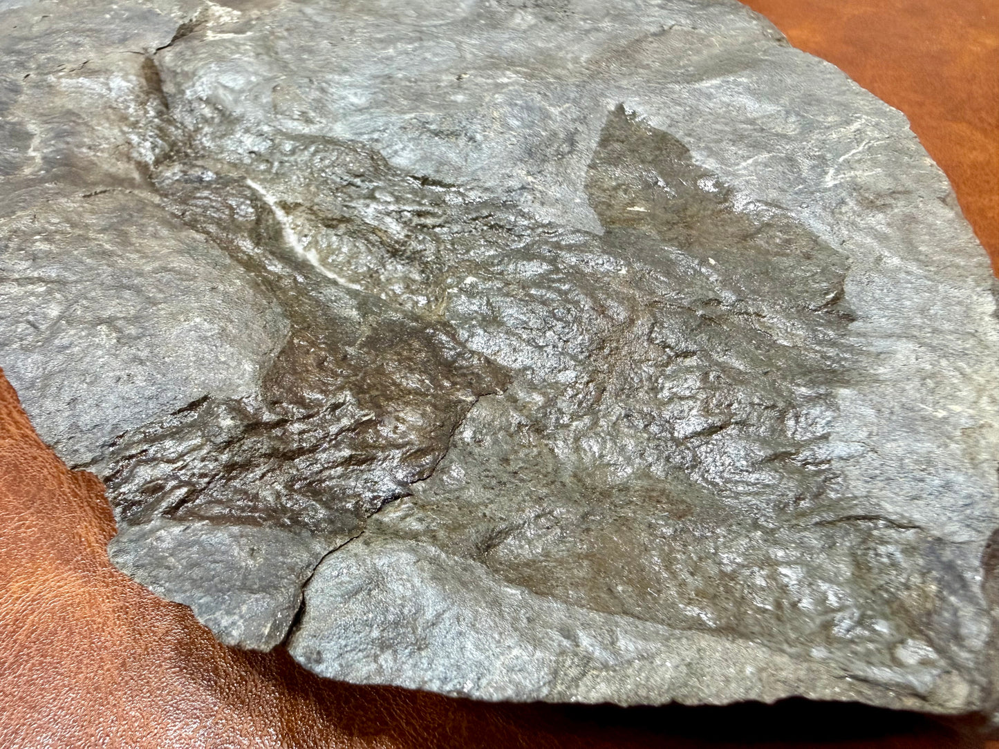 Dinosaur Trace