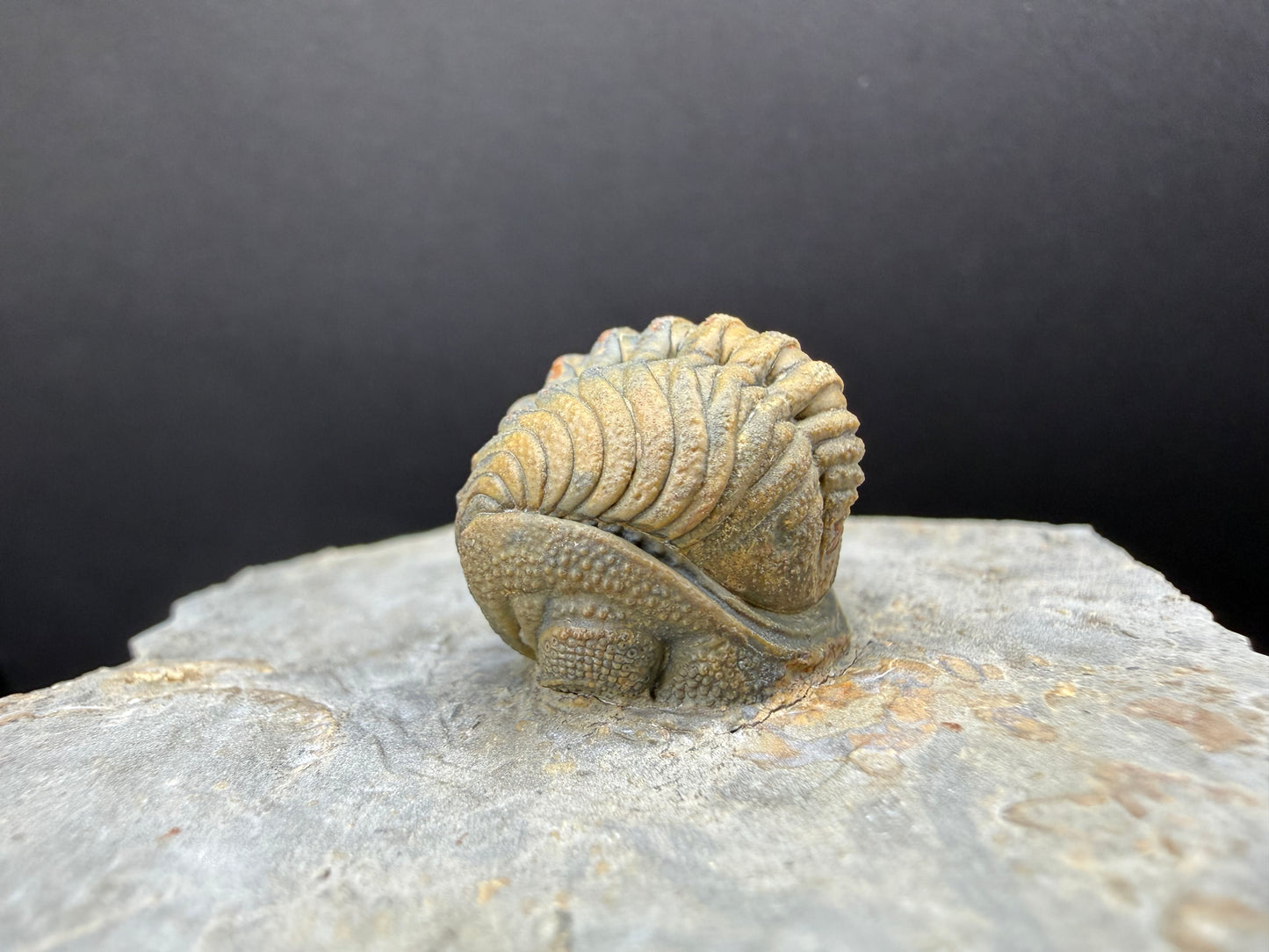Enrolled Moroccops Trilobite