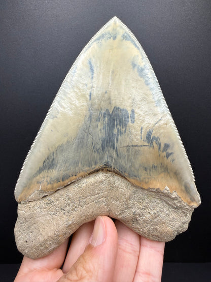 Megalodon Tooth