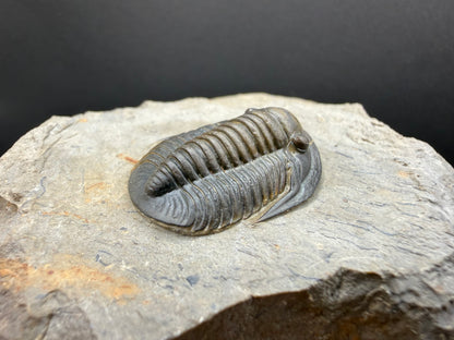 Cornuproetus Trilobite