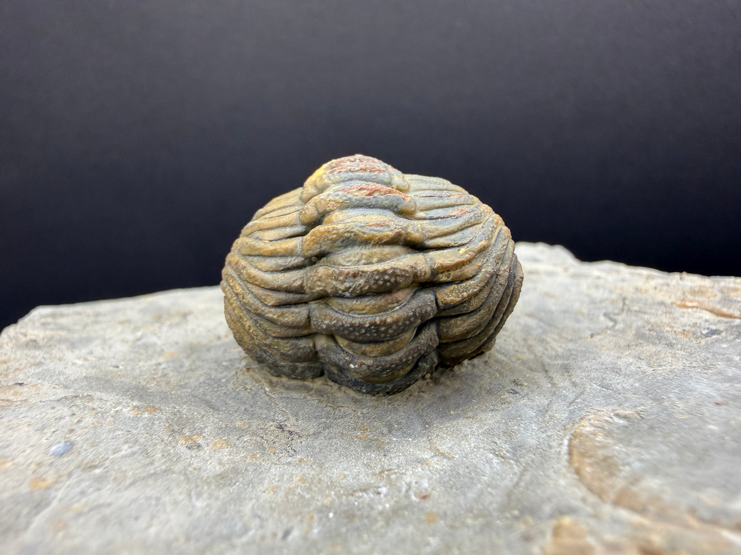 Enrolled Moroccops Trilobite