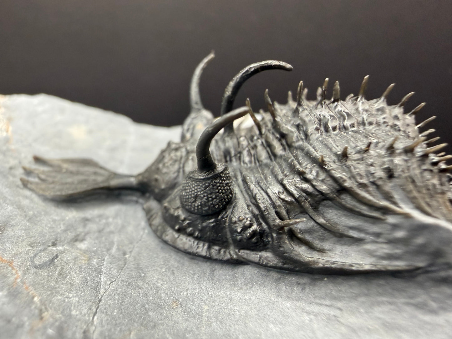 Walliserops Trilobite