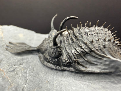 Walliserops Trilobite