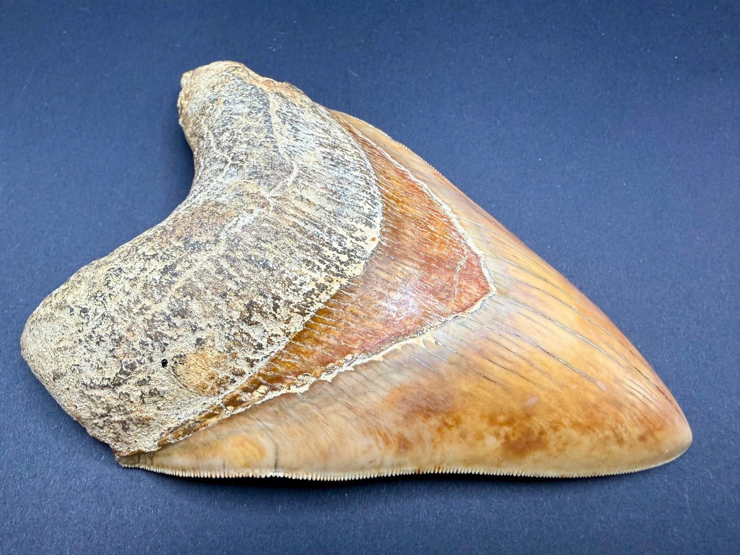 Megalodon Tooth